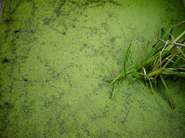 Thick surface weed and algae can accumulate rapidly.