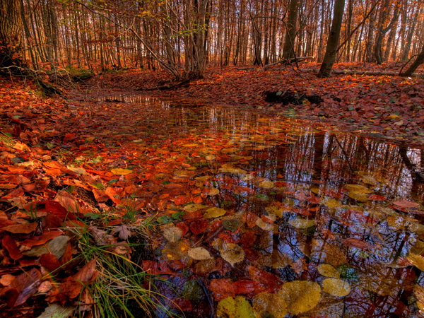 Murky waters with excess leaf-fall in need of treatment.