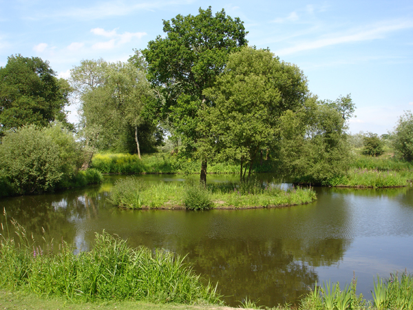 The finished clearing opens up the space, allowing access to the banks and enabling the remaining trees to thrive.